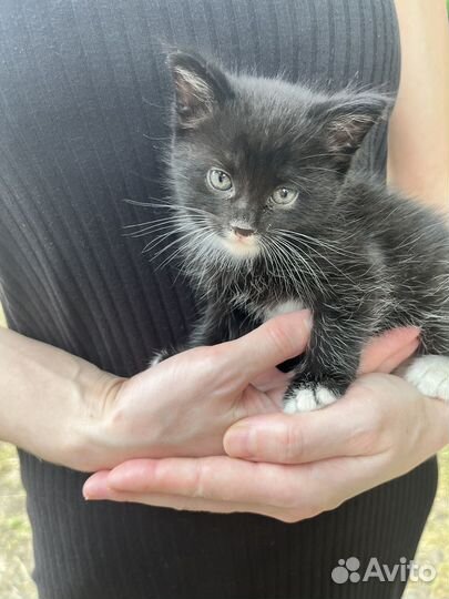 Котенок, девочка