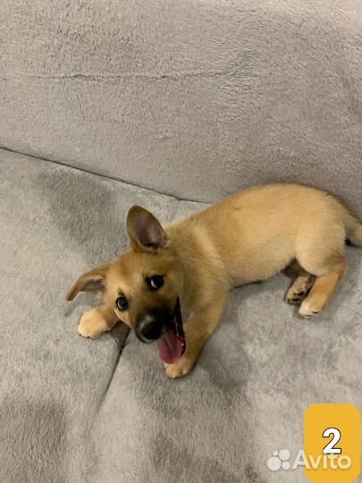 Собака в добрые руки