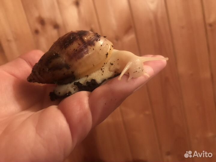 Улитка ахатина