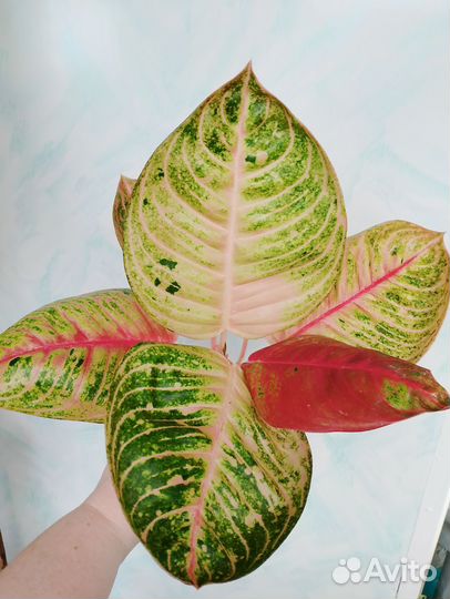 Аглаонемы 22