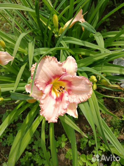 Лилейник Нью Квест