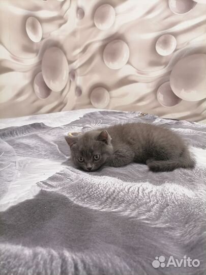 Домашние животные котята