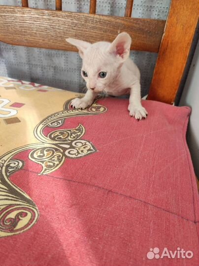 Донской сфинкс