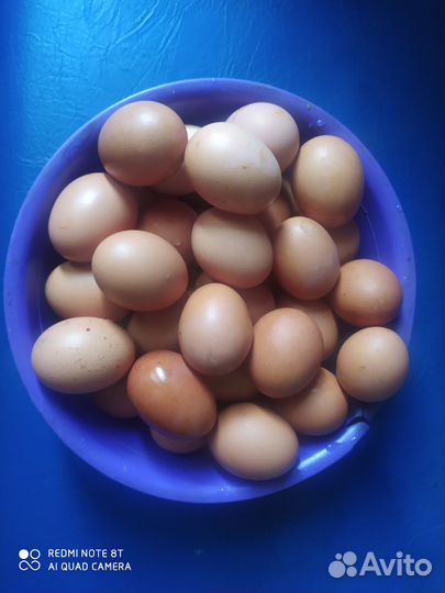 Домашние куриные яйца