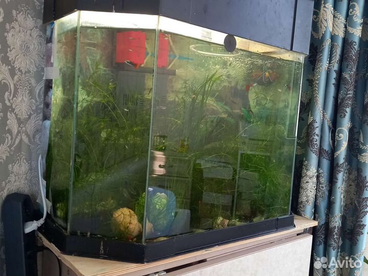Аквариум с рыбками