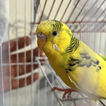 Волнистые попугаи