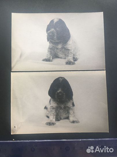 Щенки милые щенята собака животные 2 шт