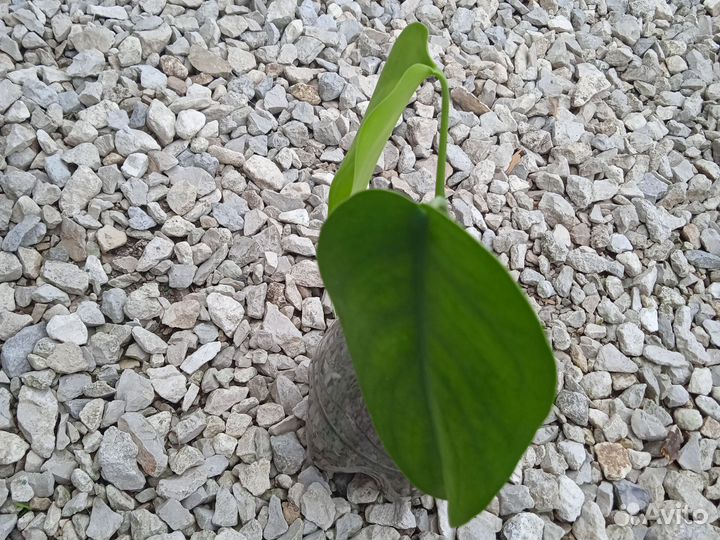 Monstera deliciosa Монстера - отростки