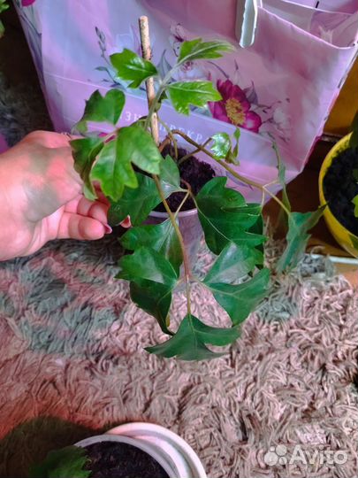 Виноград вьющийся