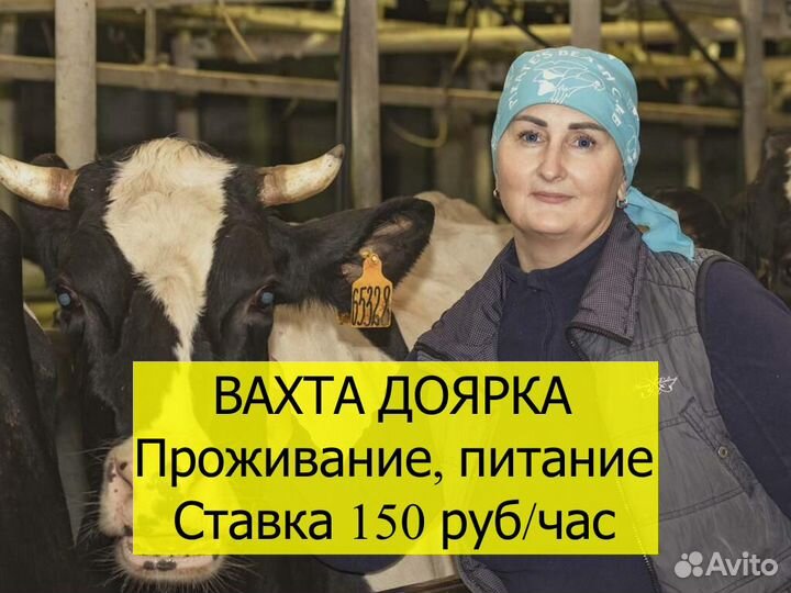 Дояр вахта проживание питание