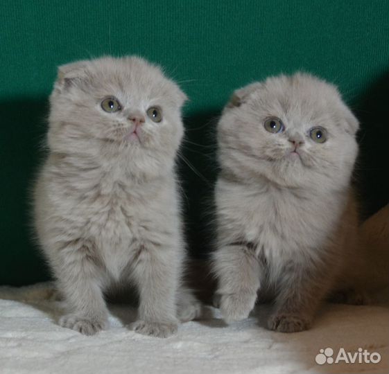 Девочки милашки