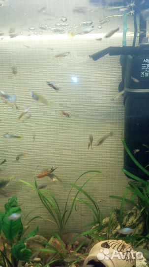 Гуппи,черный телескоп