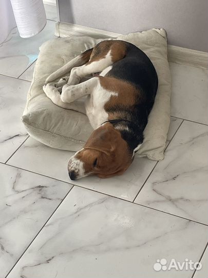 Собака бигль