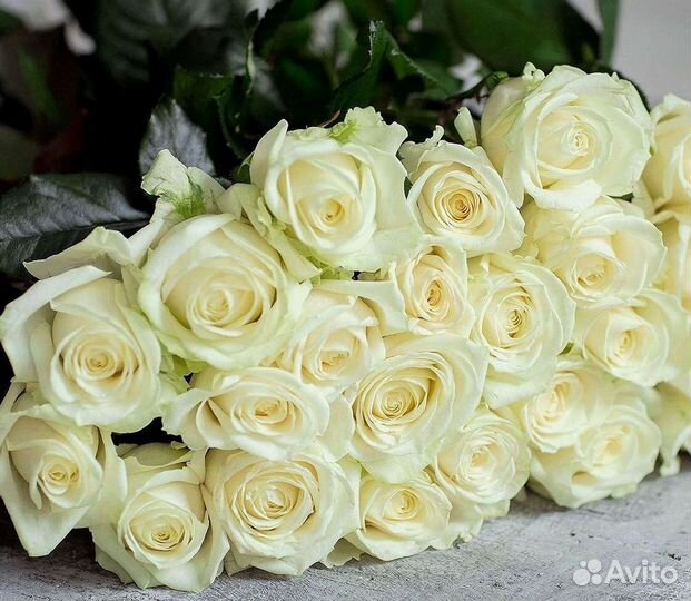 Букет роз 101 роза 51 роза