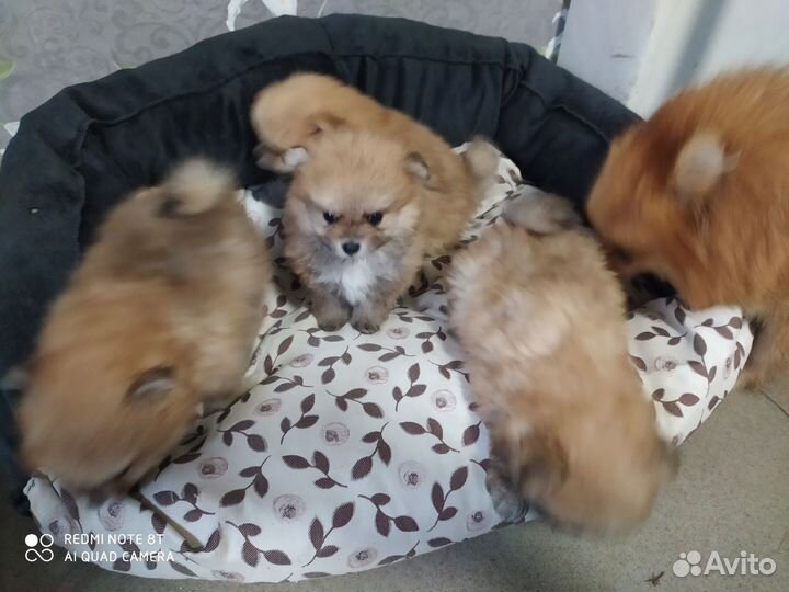 Малыши шпица