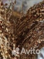 Лакомство для попугаев,канареек. Просо в метёлках