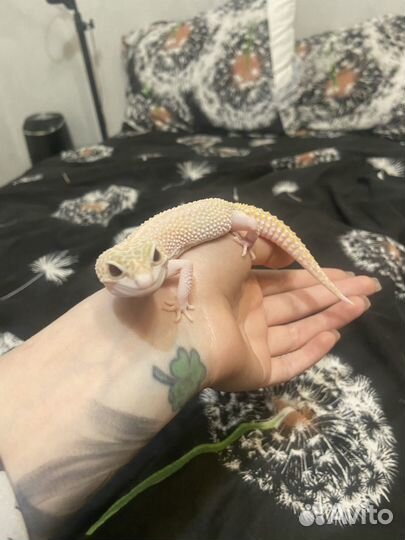 Эублефар с террариумом