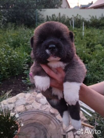 Американская Акита