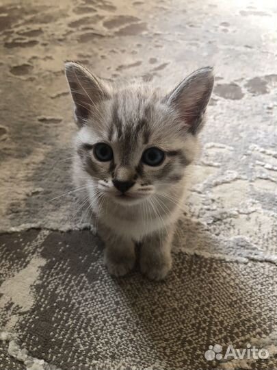Котята в добрые руки бесплатно