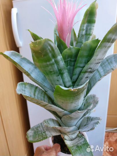 Комнатные растения Эхмея