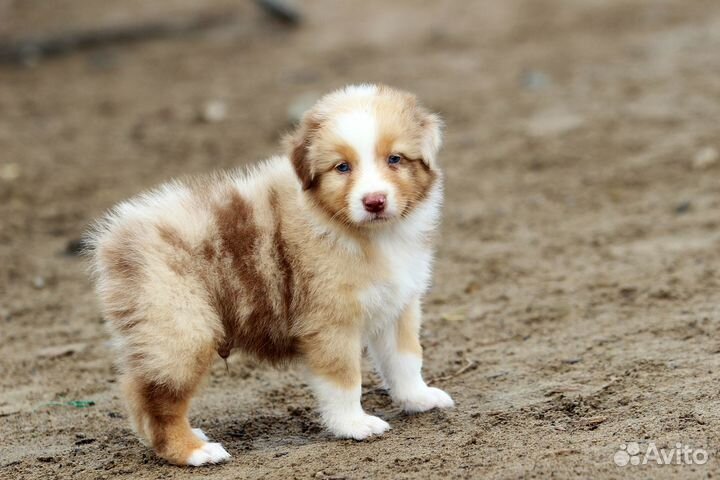 Австралийская овчарка аусси щенки