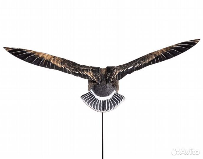 Чучело Махокрыл Белолобый Duck Mania