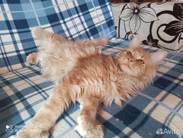 Котята мейн-кун 6 мальчиков и 6 девочек