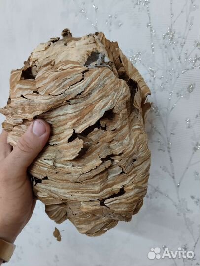 Гнездо шершня