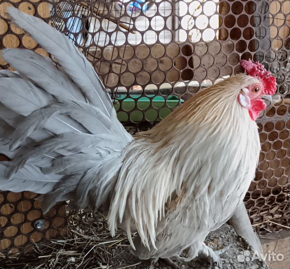 Молодые петухи