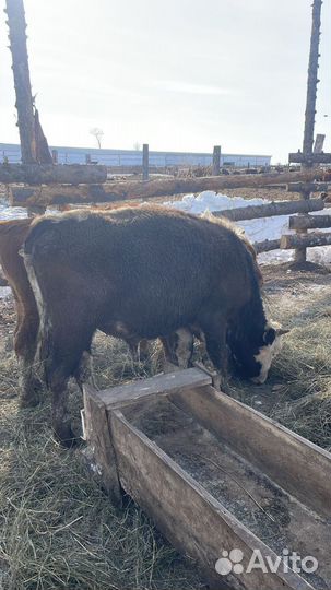 Бычки и быки