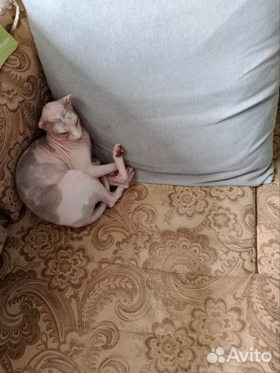 Сфинкс в добрые руки бесплатно