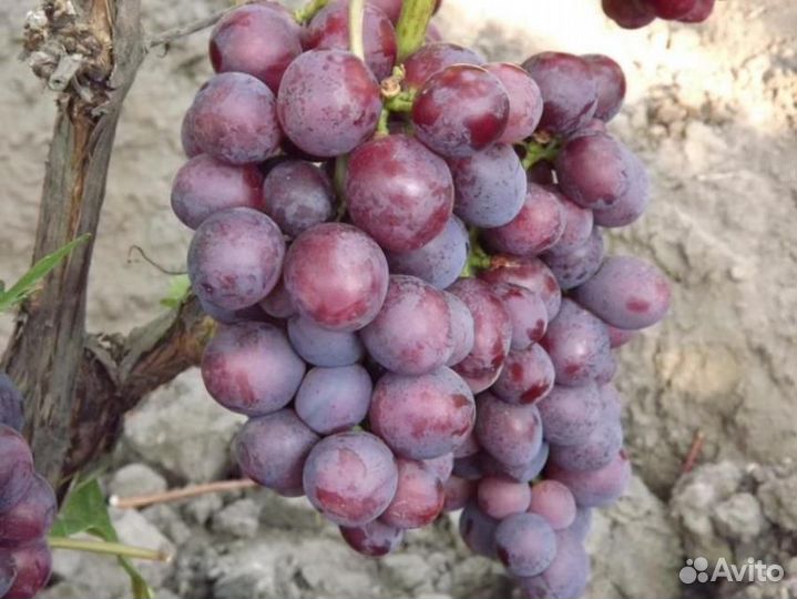 Саженцы винограда