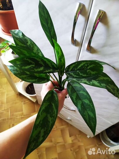 Цветы комнат. в горшках и ростки