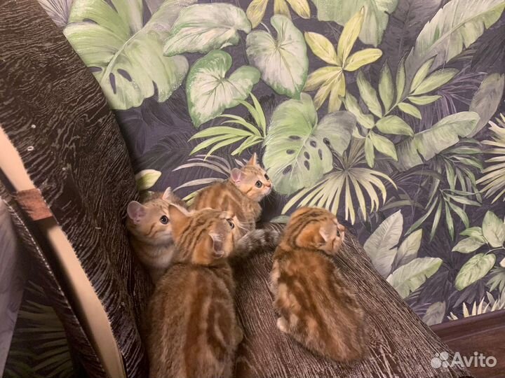 Шотландская