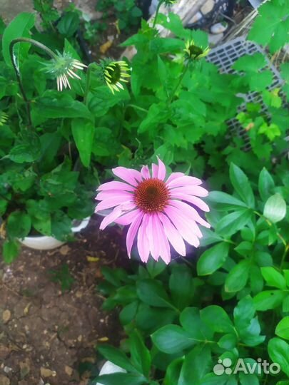 Эхинацея, хоста