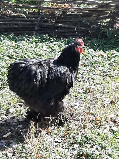 Петухи кохинхина