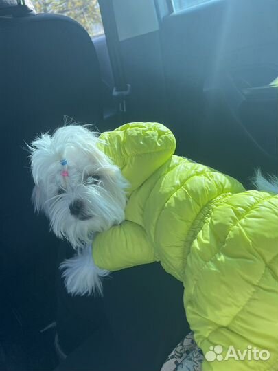 Комбинезон для маленькой собаки