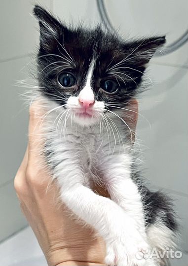 Котёнок - девочка ищет семью