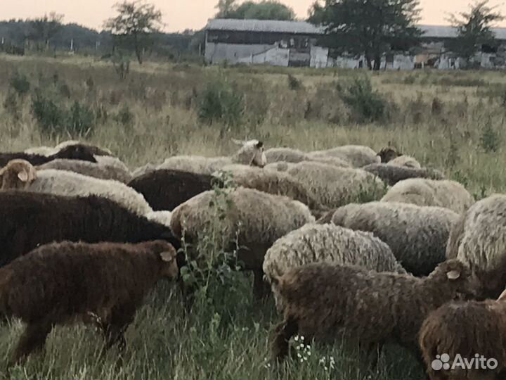 Овцы, Овцыматки