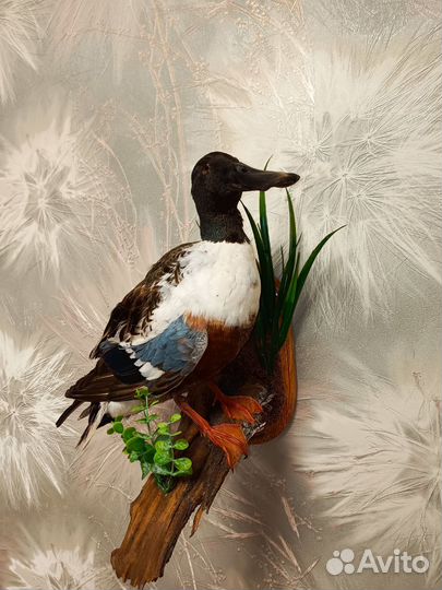 Чучело утка широконоска