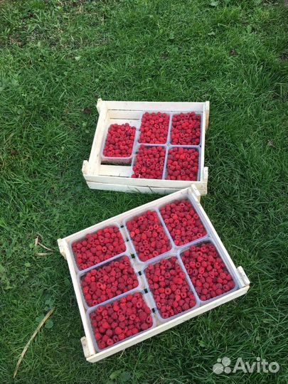 Саженцы ремонтантной малины