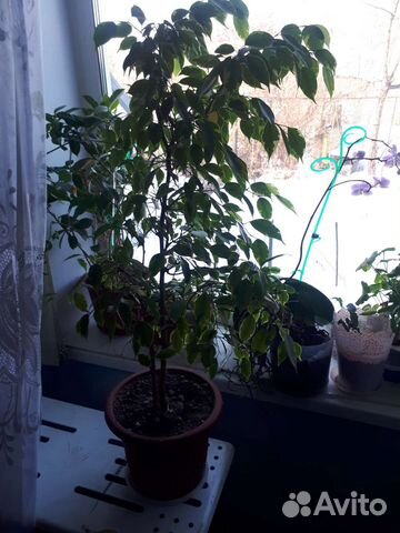 Фикус бенджамина