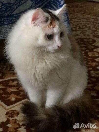 Кошки в добрые руки бесплатно