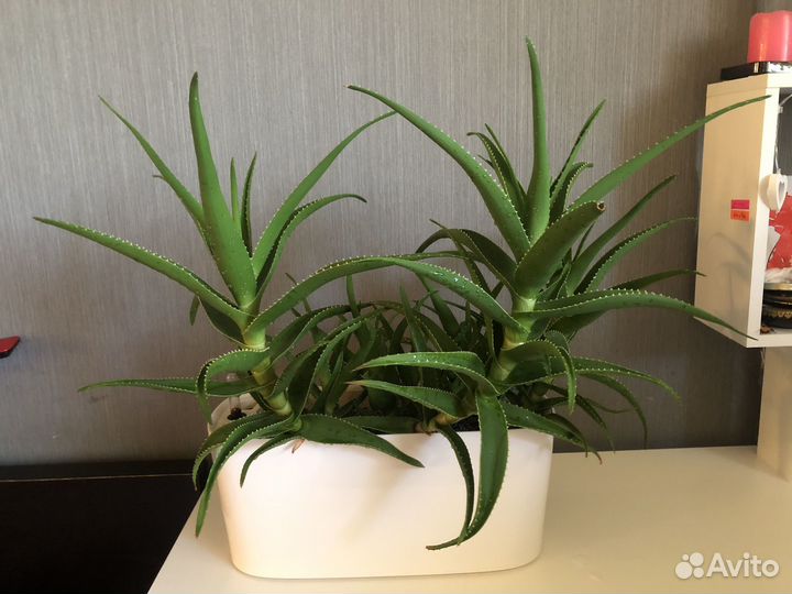 Алоэ Дэлета (цветущее)