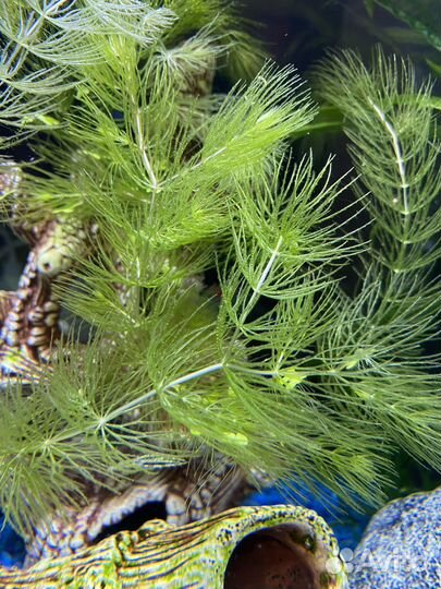 Аквариумные растения