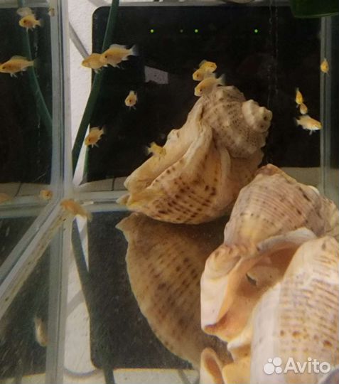 Лабидохромис Еллоу