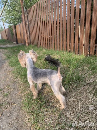 Йоркширский терьер