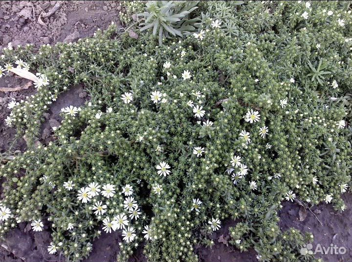 Ясколка, астра почвопокровная, ирисы, вербейник