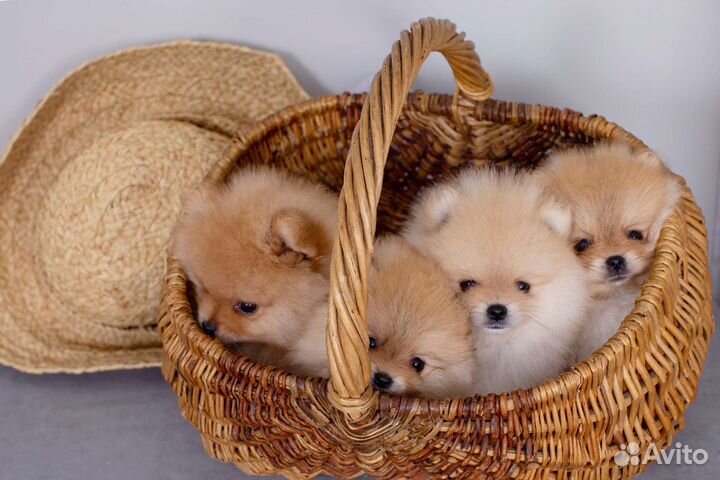Щенки Померанский Шпиц Мини