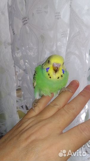 Птенцы волнистый попугай